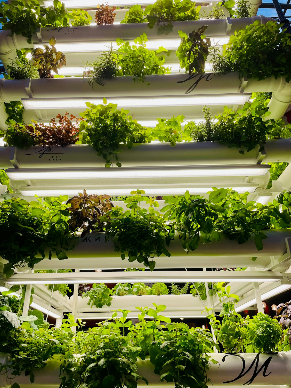 miTerra vertical farming and regenerative agriculture greens